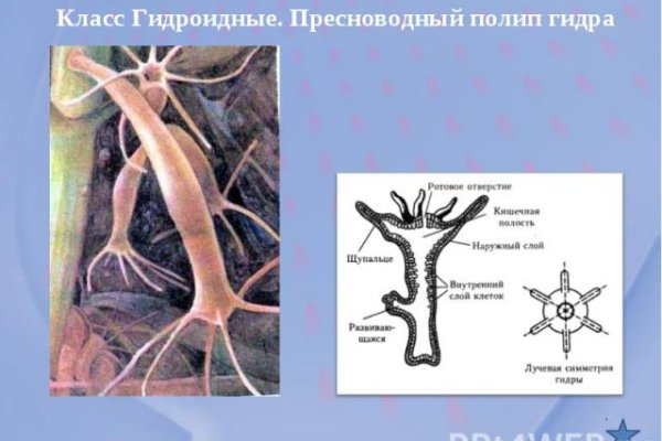 Ссылка на кракена для тора